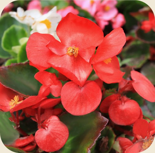 Red begonias with glossy green leaves