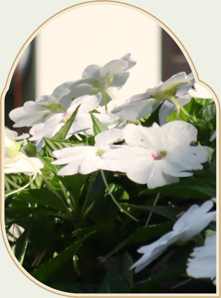 White impatiens blooming among deep green foliage