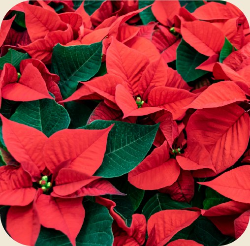 Red poinsettias with deep green leaves