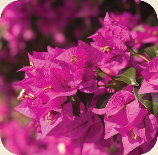 Magenta bougainvillea blossoms
