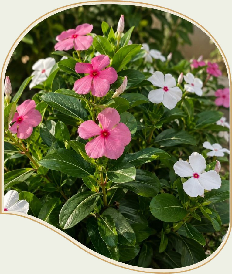 Pink and white vincas blooming among glossy green leaves