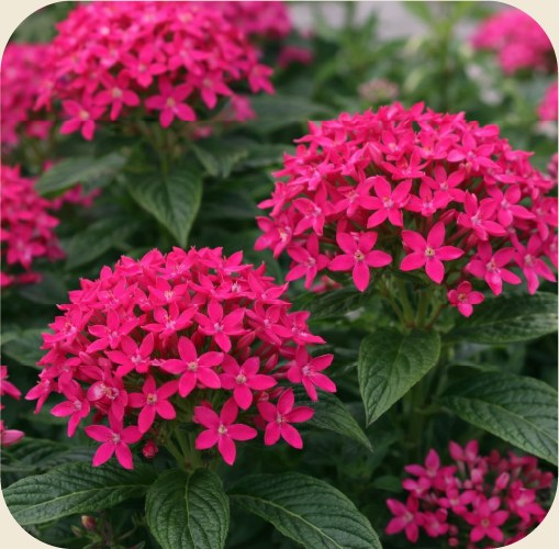 Clusters of hot pink pentas