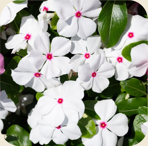 White vincas with bright pink centers